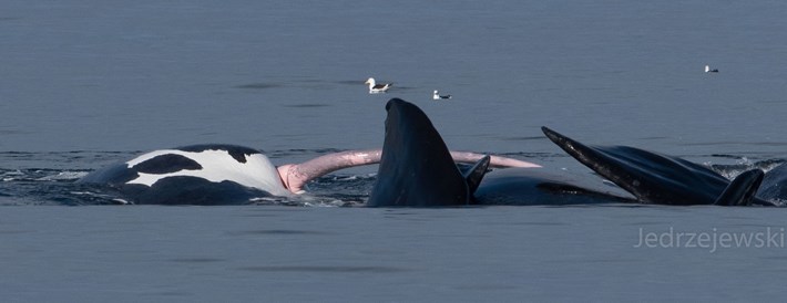 dougie saunders recommends whale porn pic