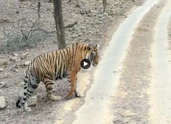 Best of Safari tiger full videos