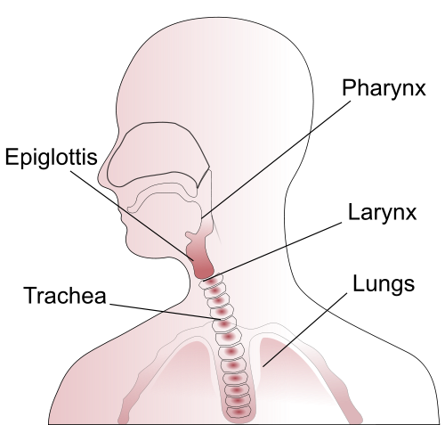 armando bejarano share latina throat photos