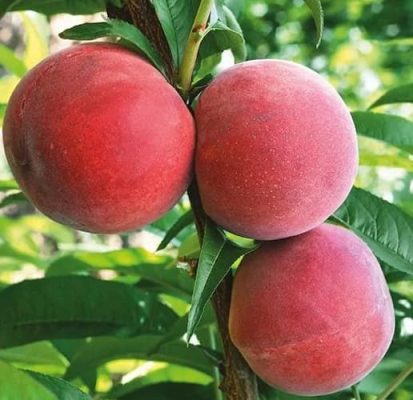 akhil dalvi recommends a holiday with peach pic