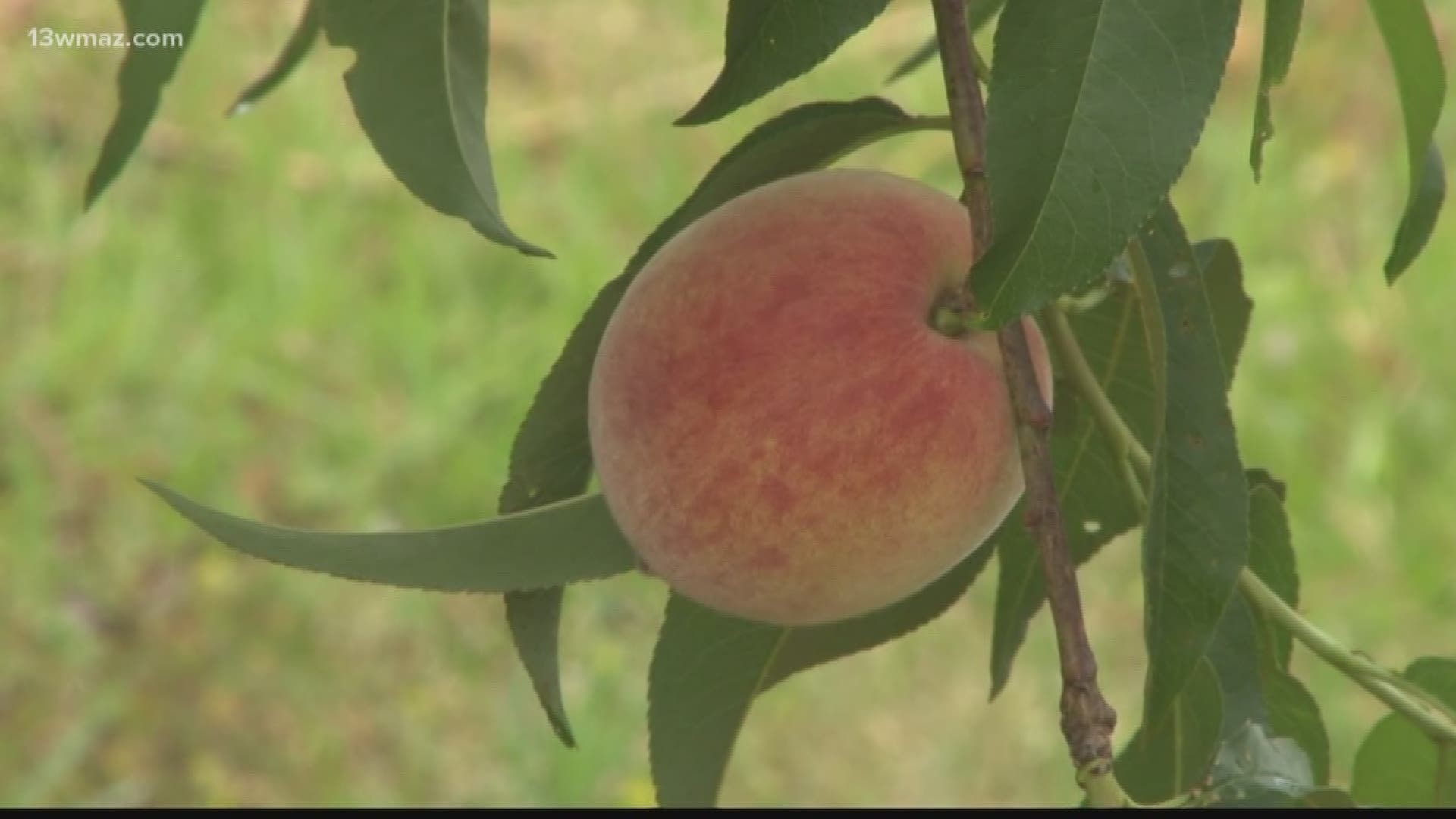 Georgia Peach Porn nursing nookie