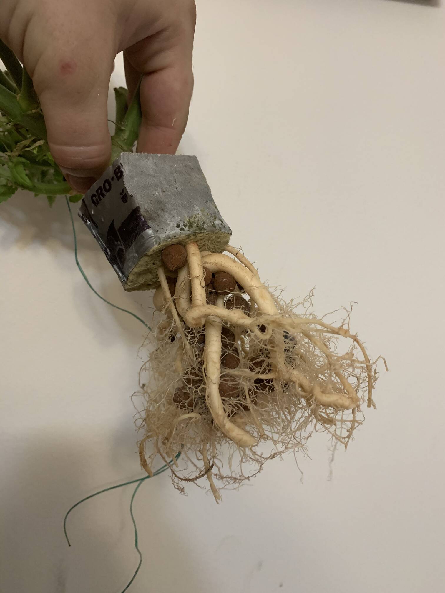 danny pyle share roots porn photos