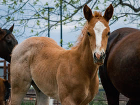 alma saldana recommends Ksu Colt