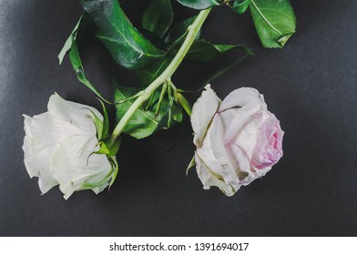 two thorned rose