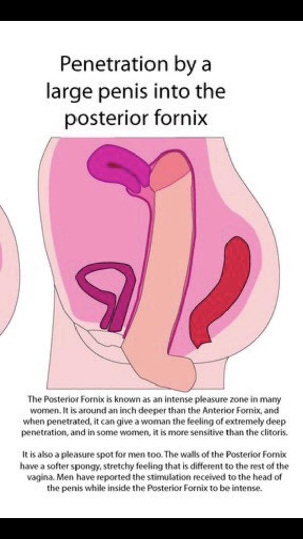 bonnie lemperis recommends Pound Her Cervix