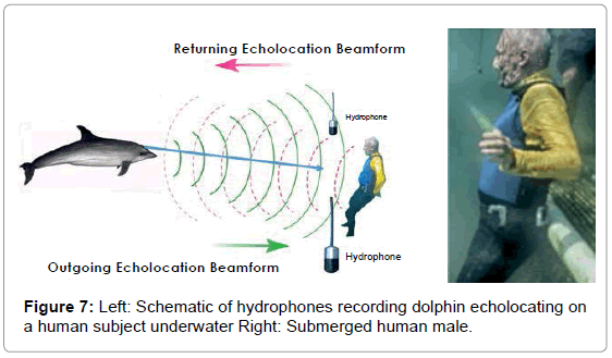 blair mcelroy recommends Dolphin Human Porn