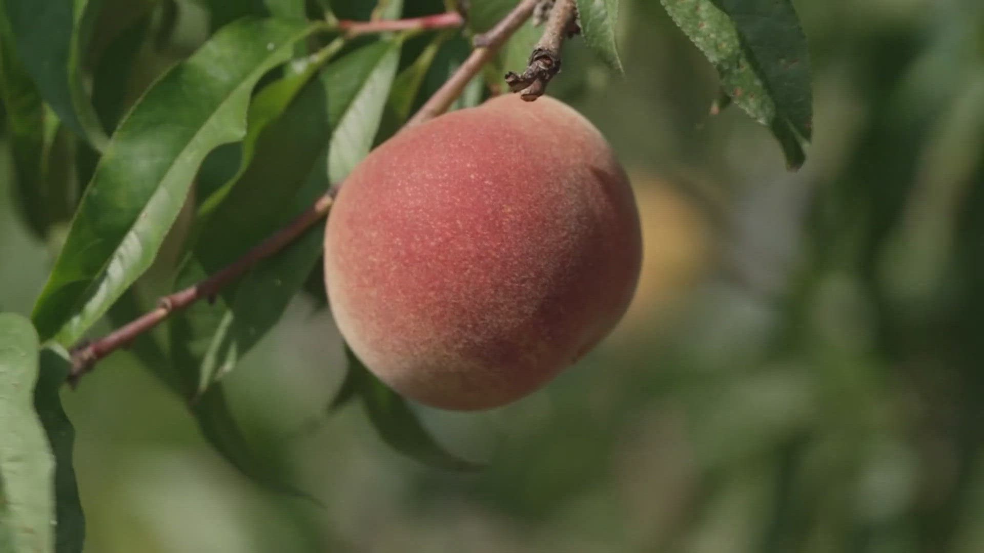 cosmin vacarescu recommends georgia peach porn pic