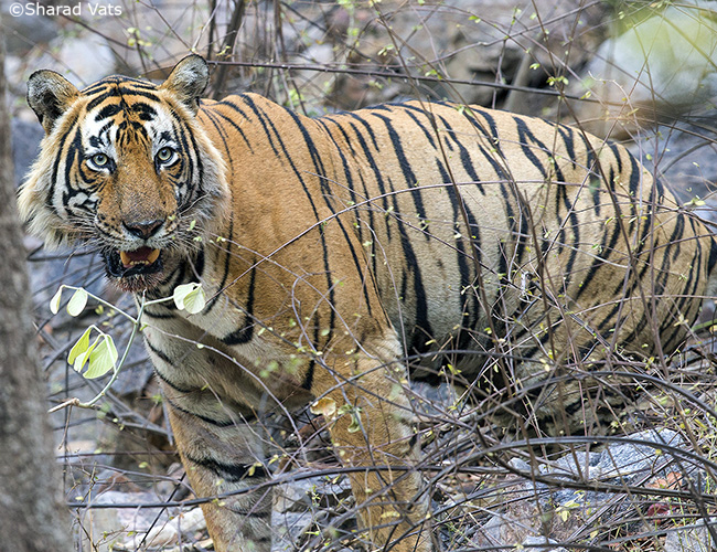 aaron simo share safari tiger full videos photos