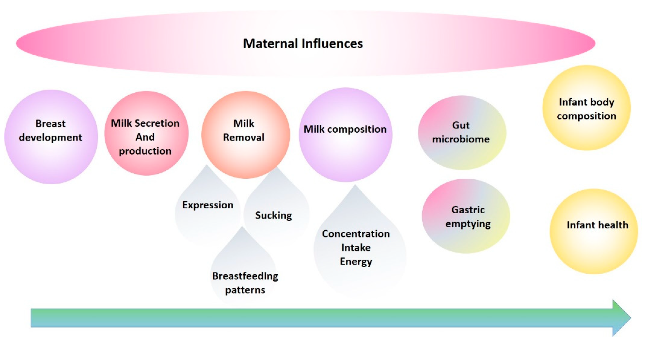 cretzu dan recommends Sucking Lactating Breasts