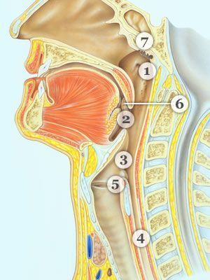 beradze recommends Throated Tubes