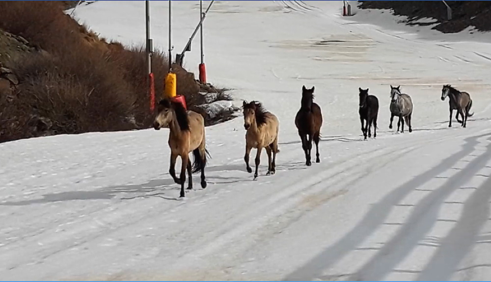 videos pornos caballos