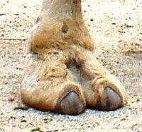 wet camel toe